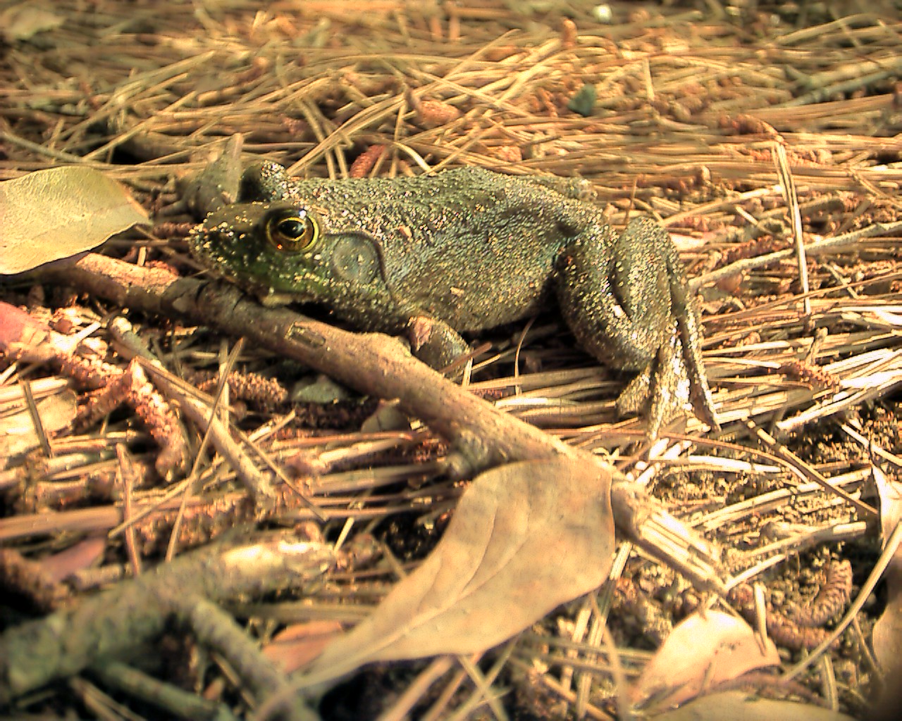 bull frog.JPG [472 Kb]